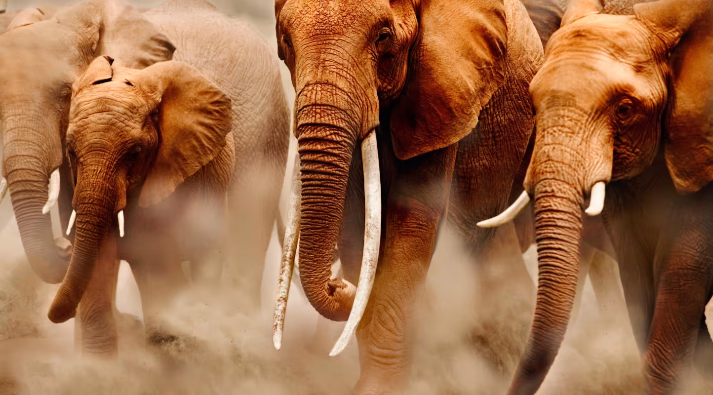 Groupe d'éléphants d'Afrique, Kenya