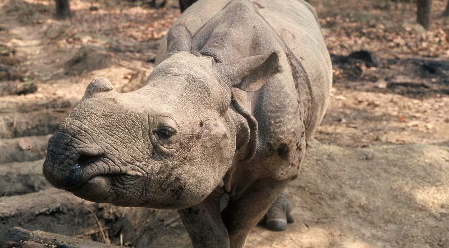 Rhinocéros unicorne