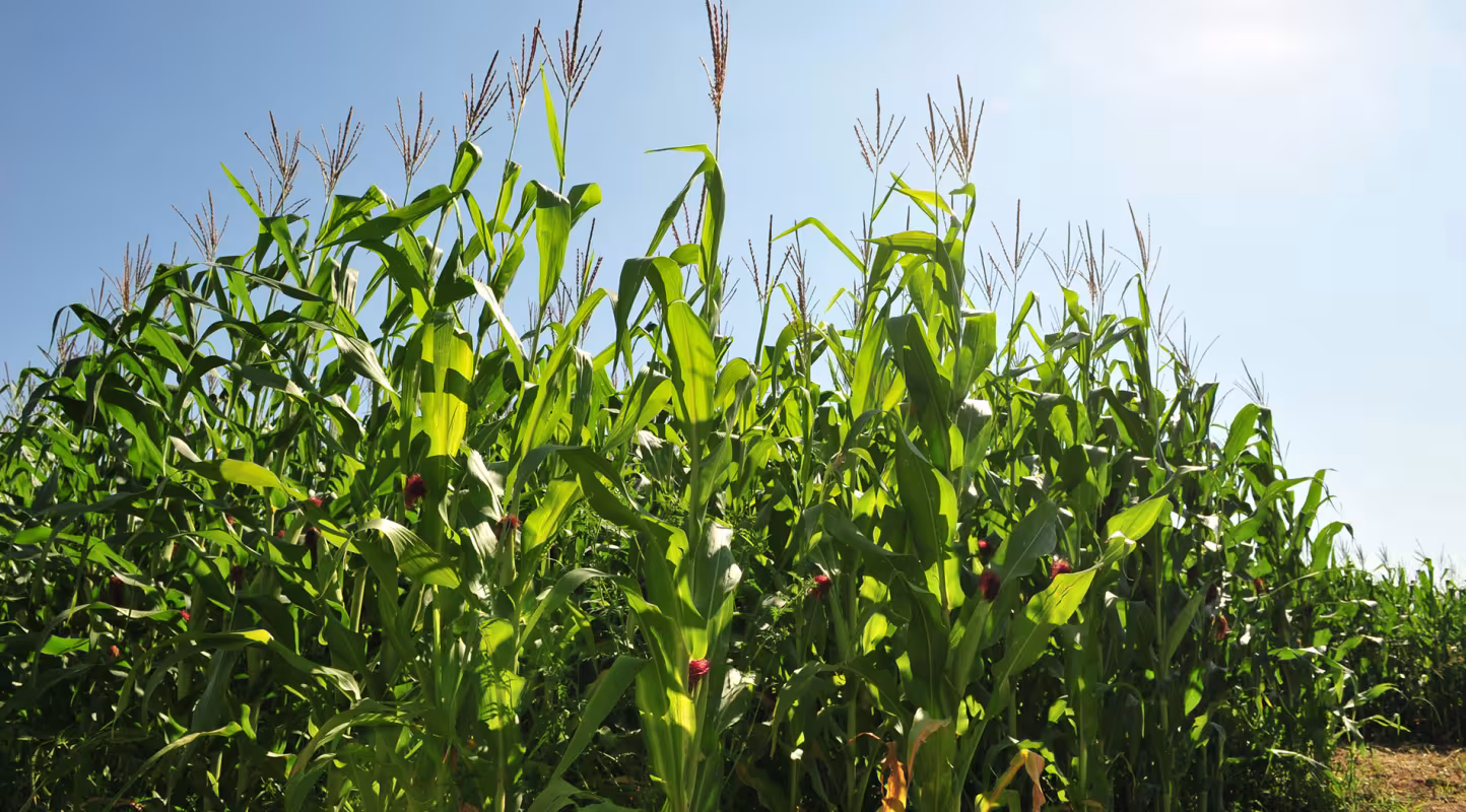 Champs de culture de maïs (Zea mays) dans le sud de l'Ontario, Canada
