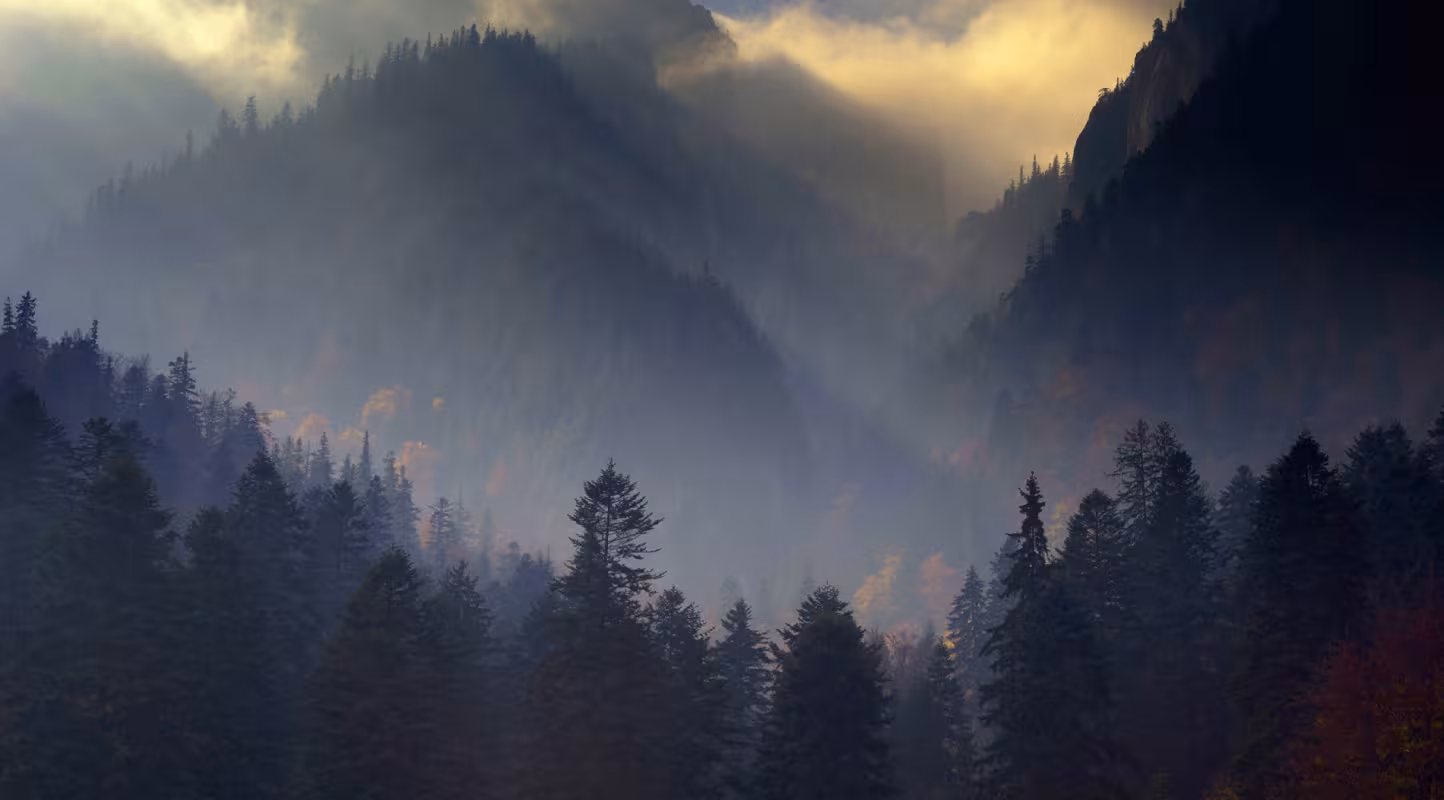 Forêt des Carpates, Parc national de Piatra Craiului, Transylvanie (Roumanie)