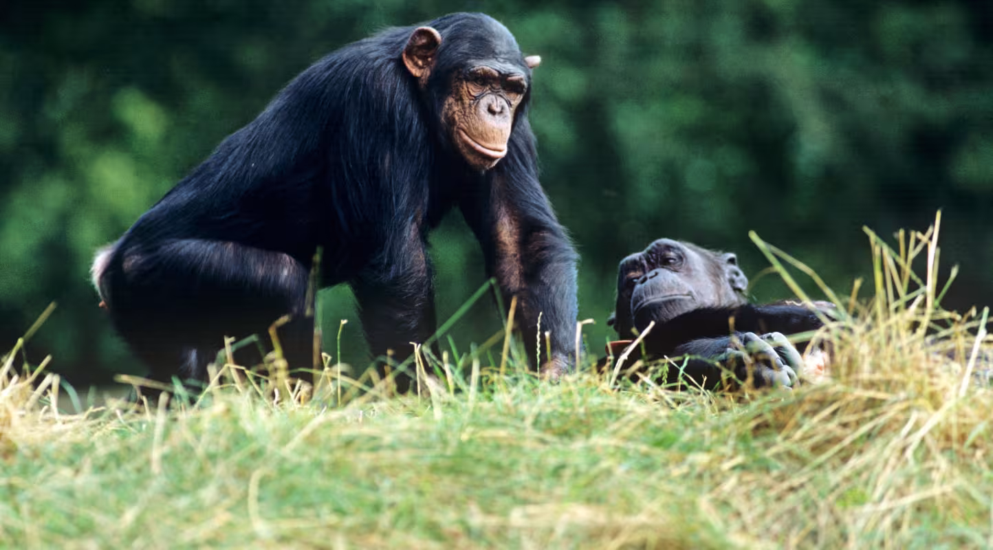 Deux chimpanzés (Pan troglodytes) dans une forêt
