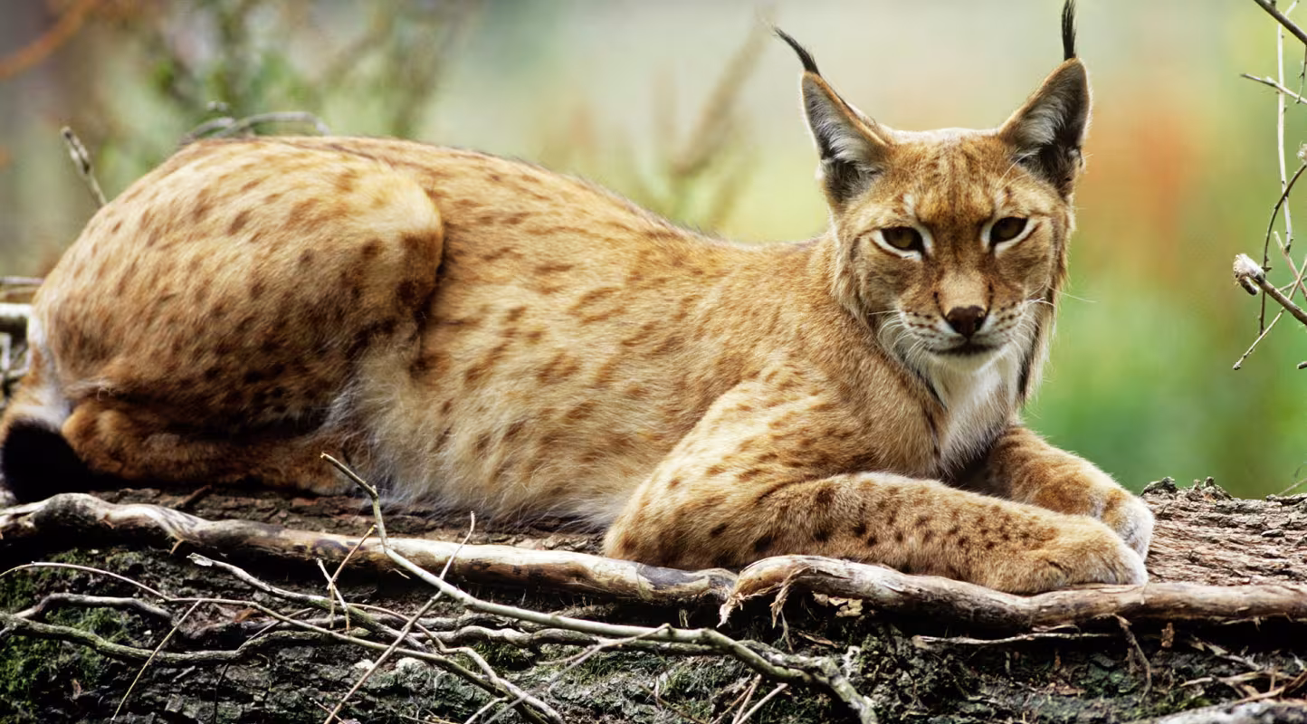 Lynx (Felis lynx)