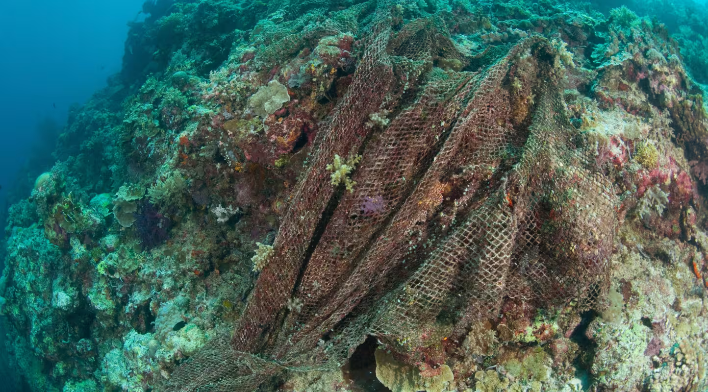 Filet de pêche abandonné sur les fonds de du récif Tubbataha aux Philippines