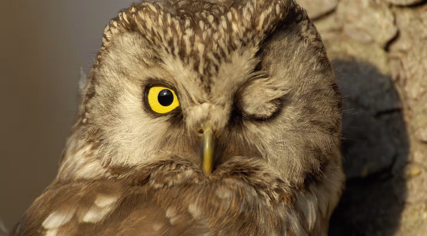 Chouette de Tengmalm (Aegolius funereus), (Suède)