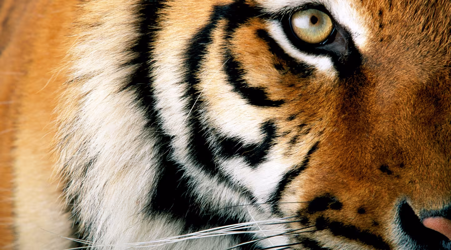 Moitié de profil d'un tigre