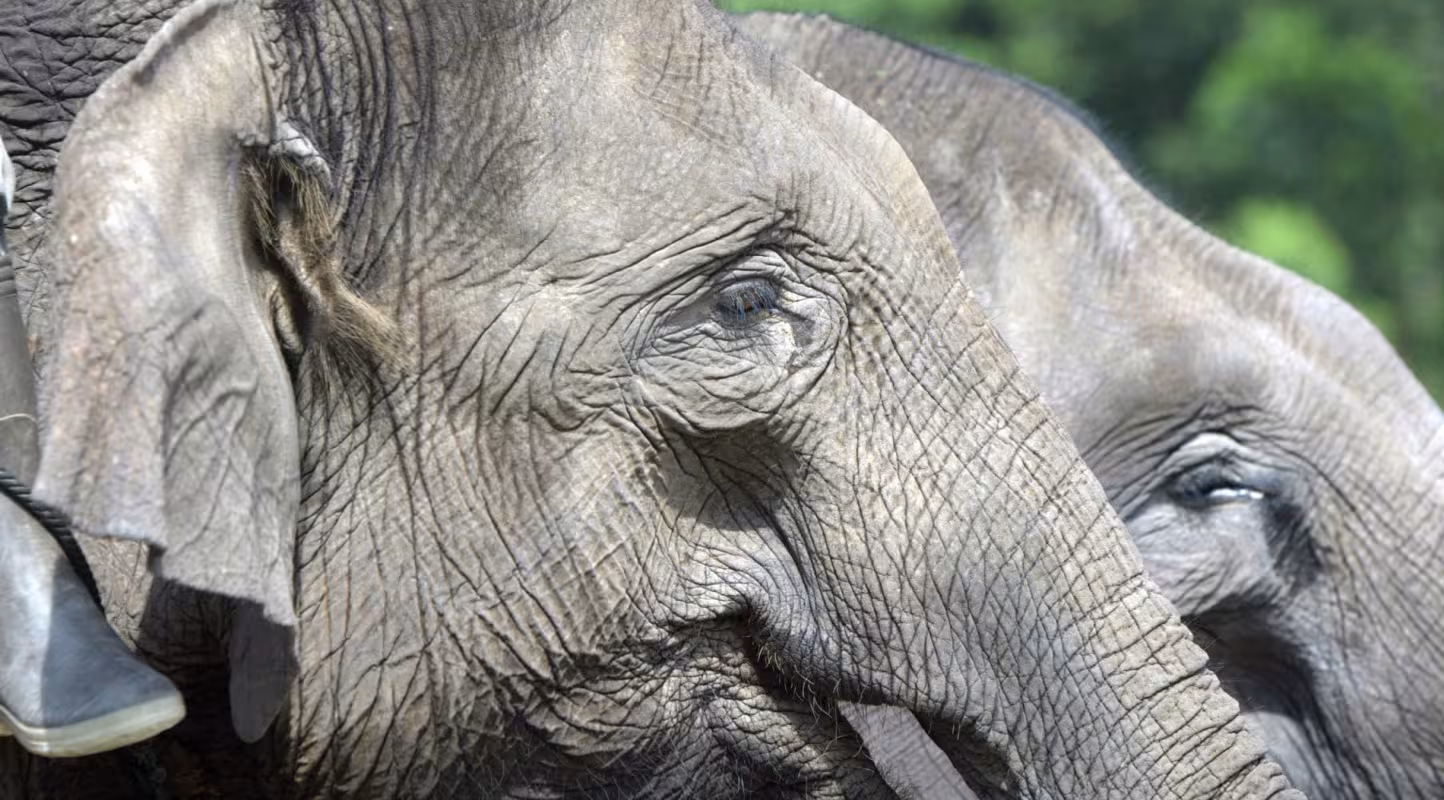 Éléphants domestiqués de la patrouille de surveillance, Parc national de Tesso Nilo, Riau (Indonésie)