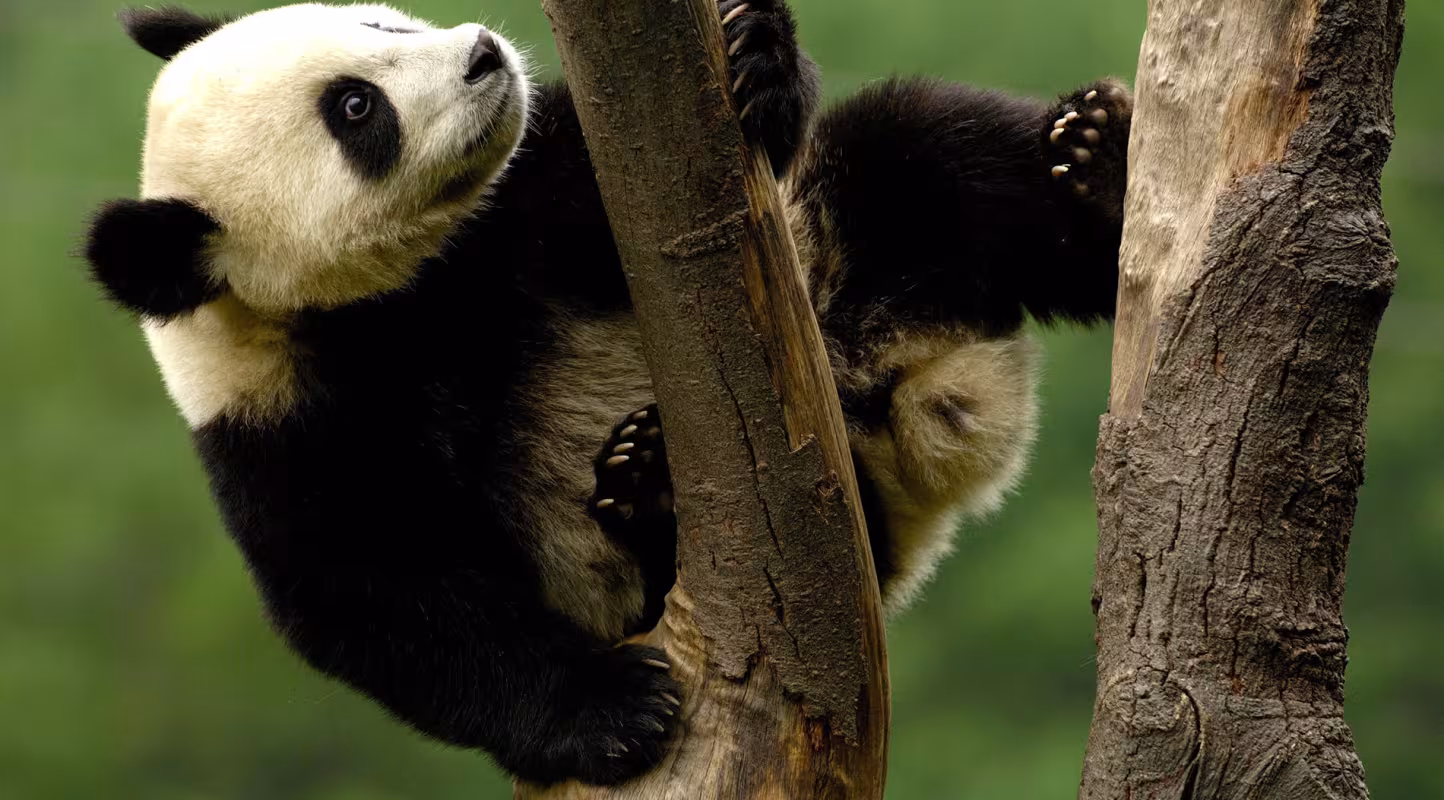 Jeune pandas géant grimpant à un arbre dans le Sichuan 