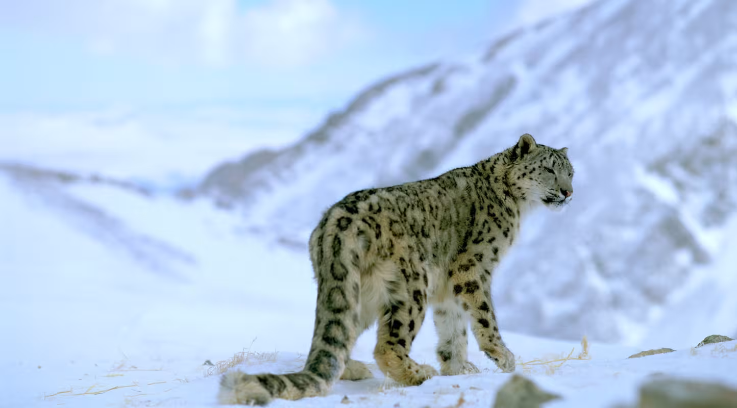 Panthère des neiges et sa longue queue