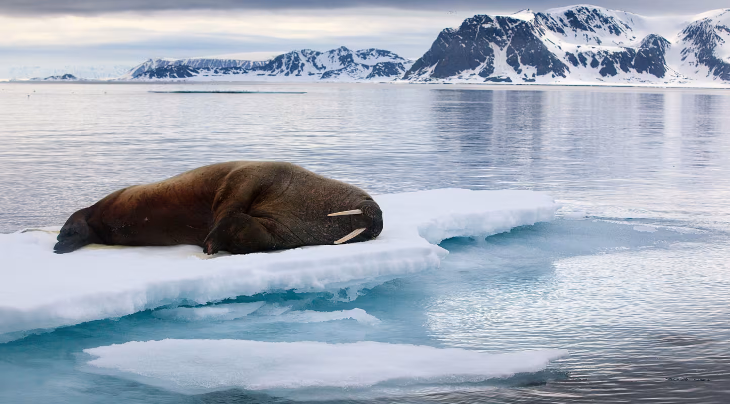 Morse (Odobenus rosmarus) allongé sur la glace (Norvège)