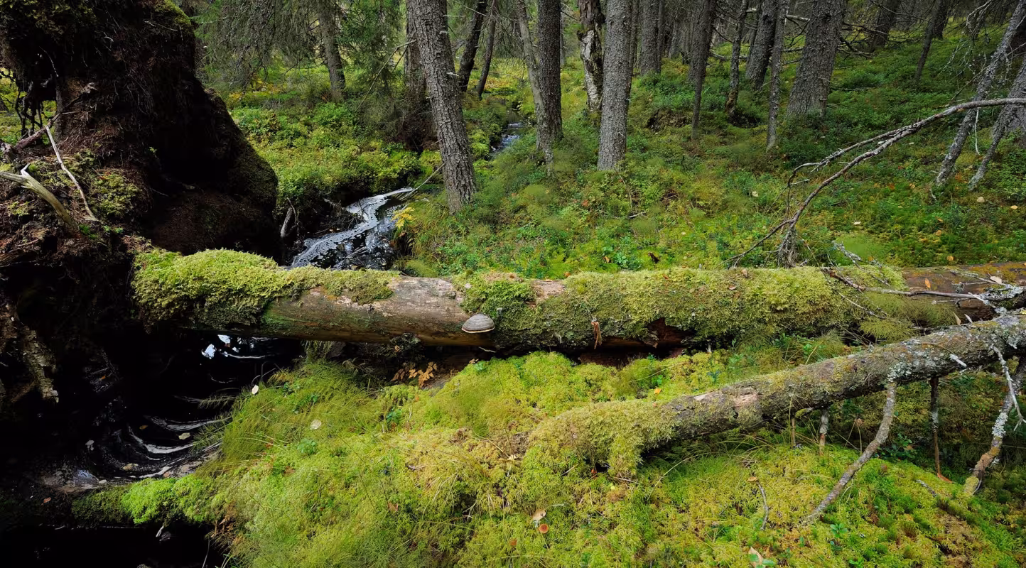 forêt ancienne de la réserve naturelle de Yli-Vuoki (Finlande)