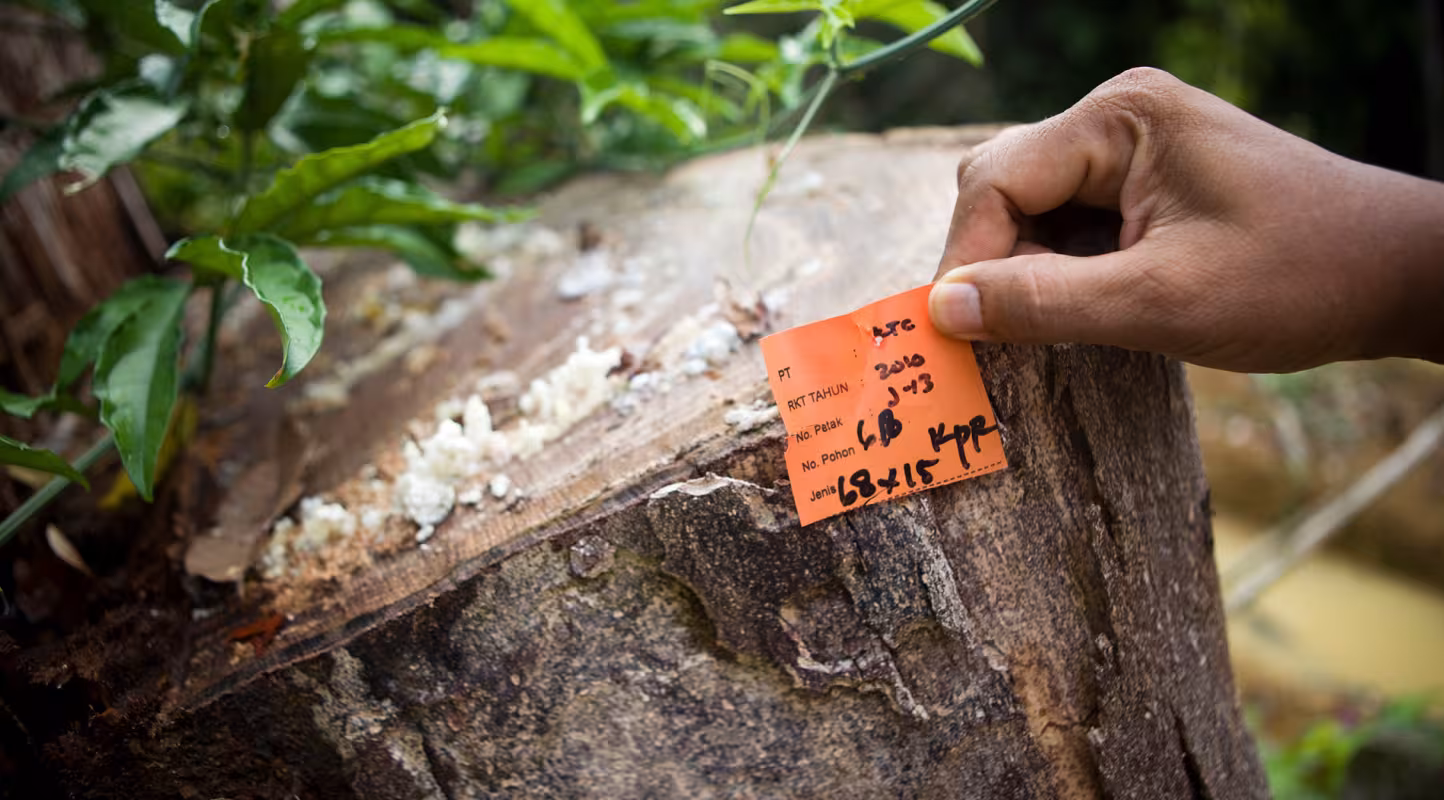 Etiquette montrant la date, l'espèce, diamètre et taille de l'arbre coupé, ainsi que l'entreprise gestionnaire, Kalimantan (Bornéo) oriental