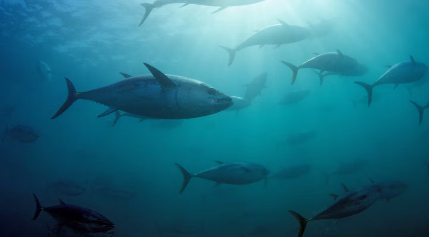 Thon rouge du Sud (Thunnus maccoyii) près de l'Australie