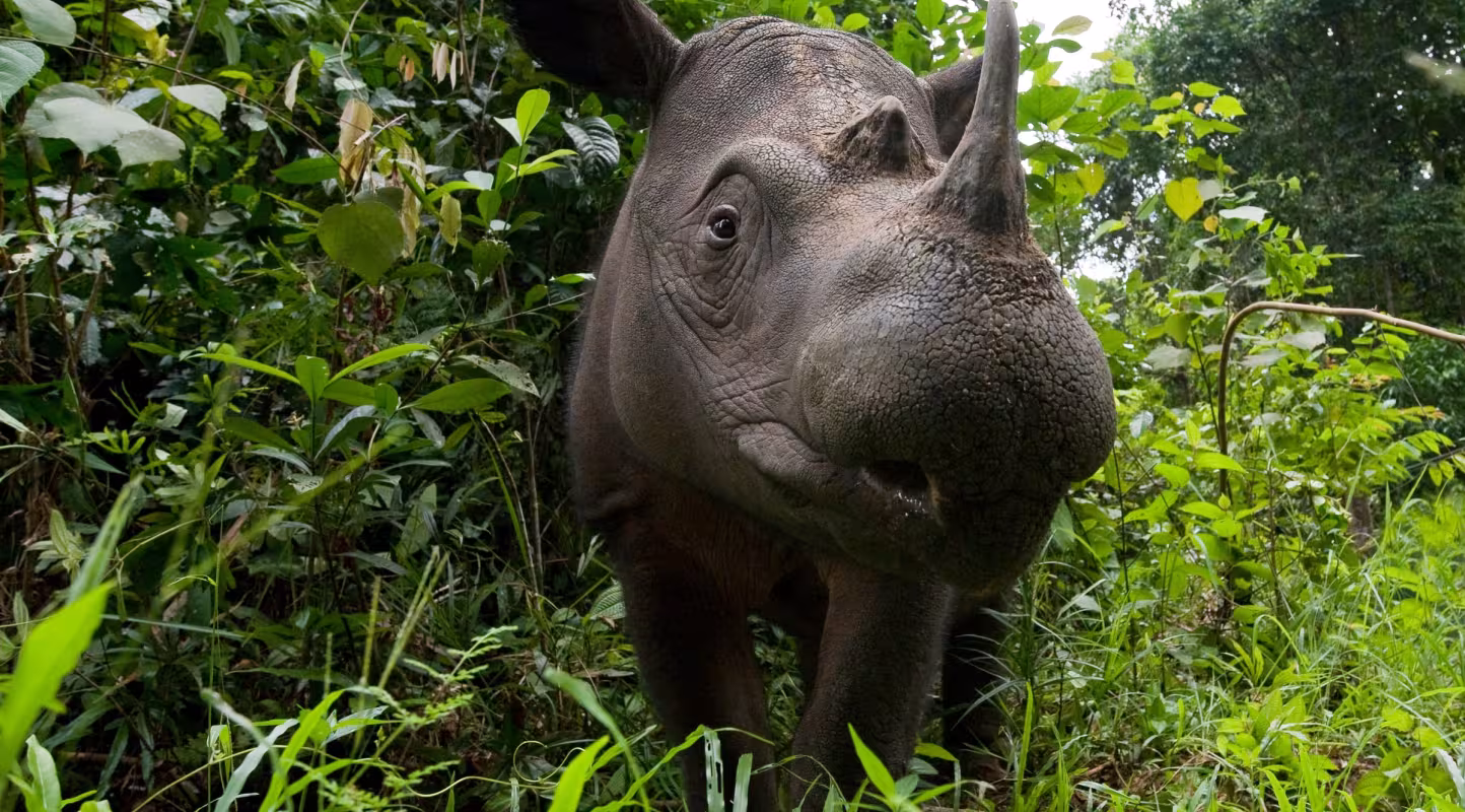 Rhinocéros de Sumatra dans le parc national de Way Kambas (Indonésie)
