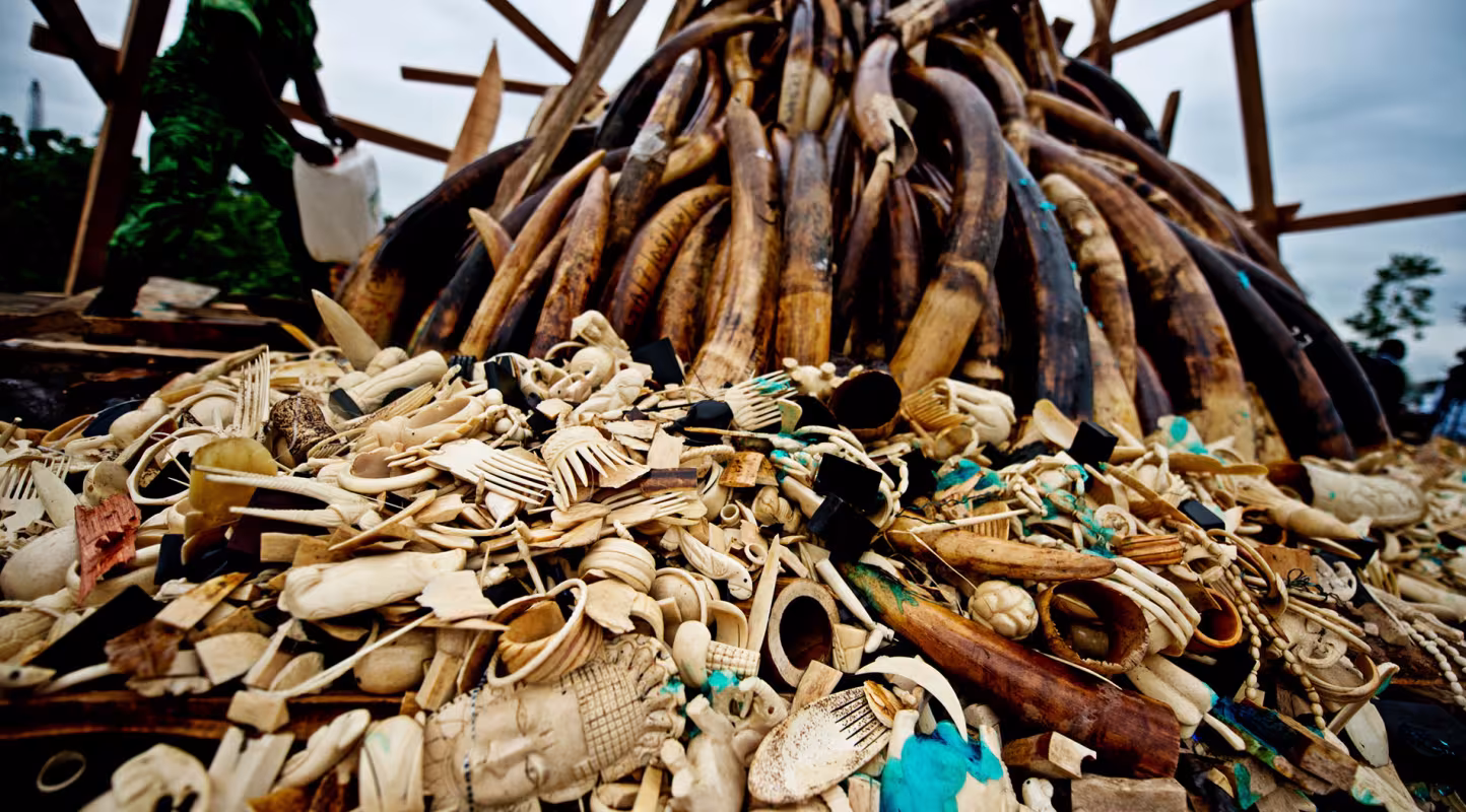 Feu du stock de défenses d'éléphants et d'ivoire braconnée illégalement, Libreville, Gabon,