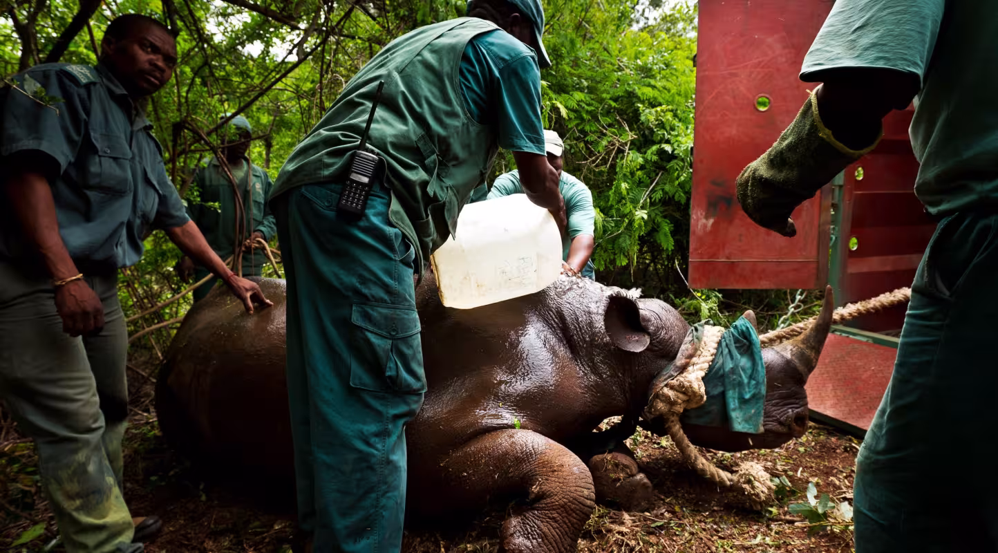 Capture d'un rhinocéros noir avant sa relocalistation