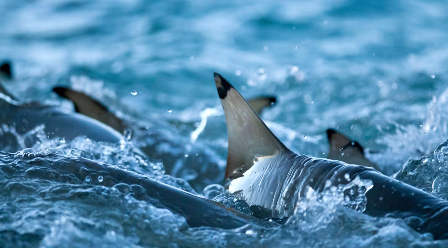 Ailerons de requins de recif à pointes noires (Carcharhinus melanopterus), Seychelles, Océan Indien