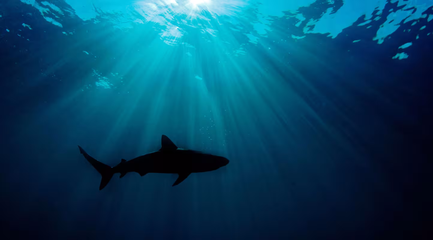 Silhouette de Carcharhinus perezi ou requin de récif, Bahamas, Océan Atlantique