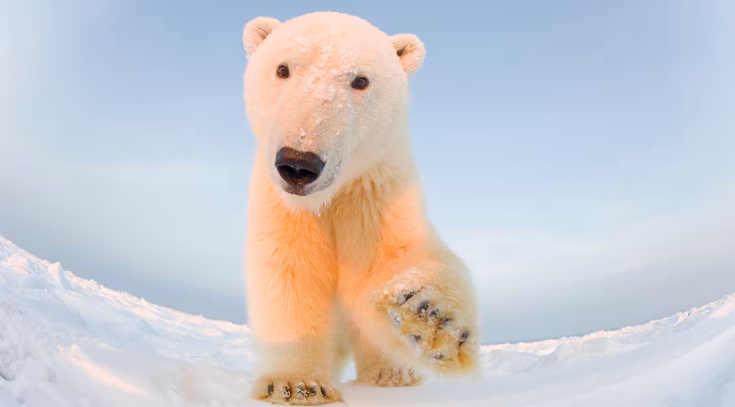 Un ours polaire en Alaska