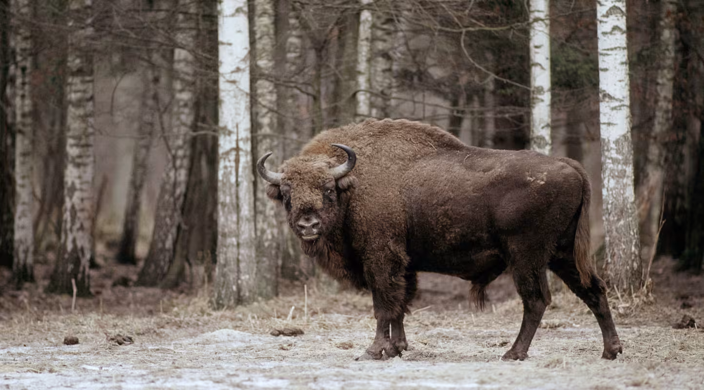 Bison d'Europe (Bison bonasus) dans le Parc National Bialowieski en Pologne