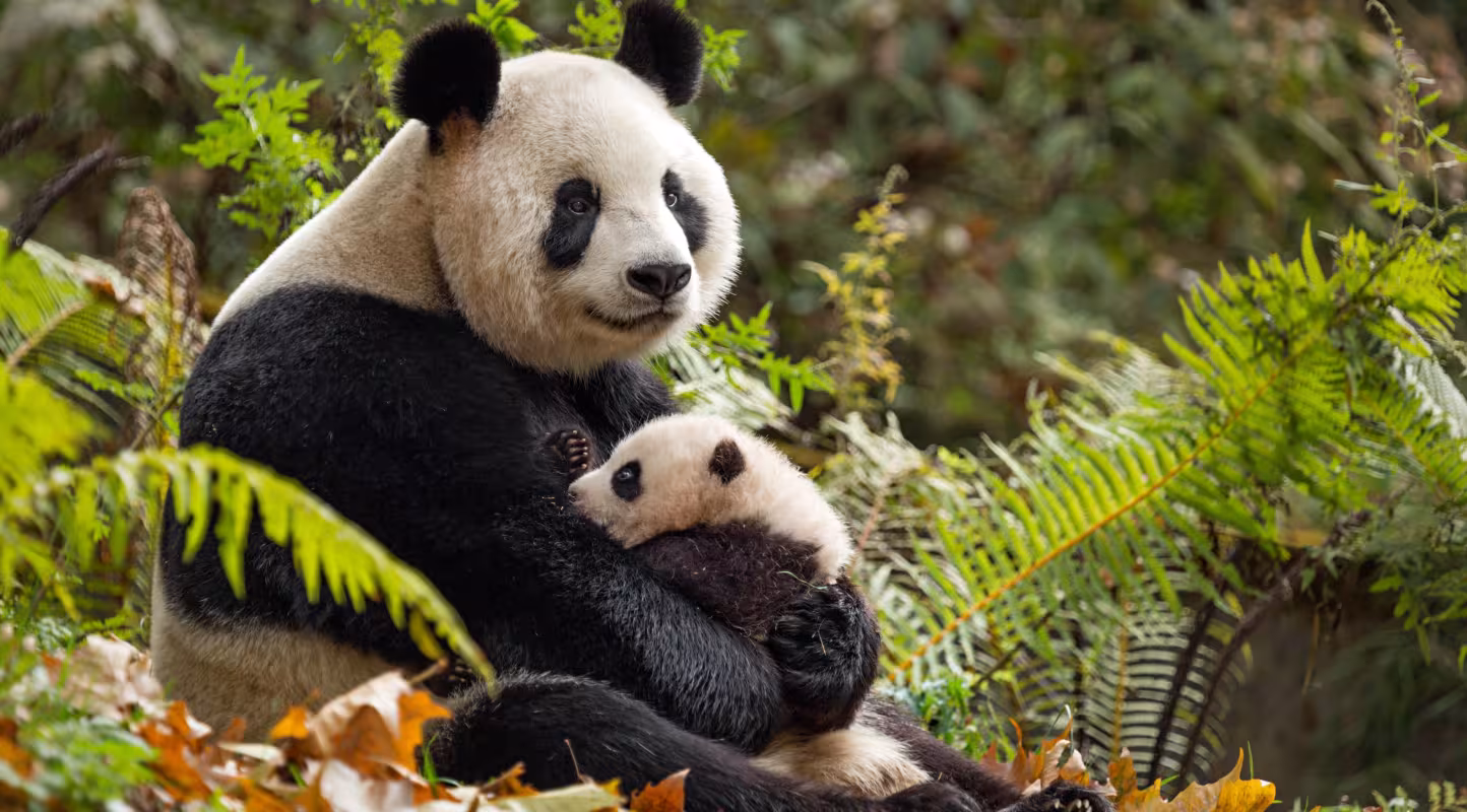 Panda et son petit (Chine)