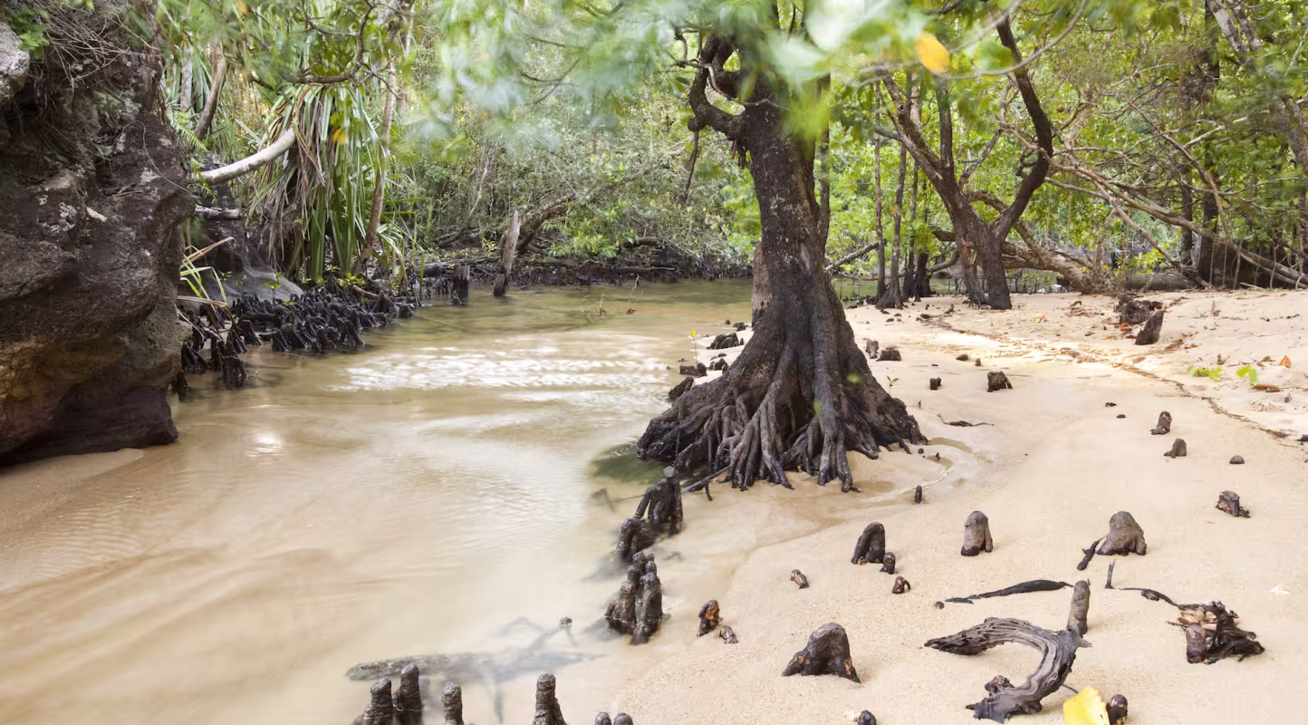Embouchure de la rivière Tampolo, parc national de Masoala (Madagascar)