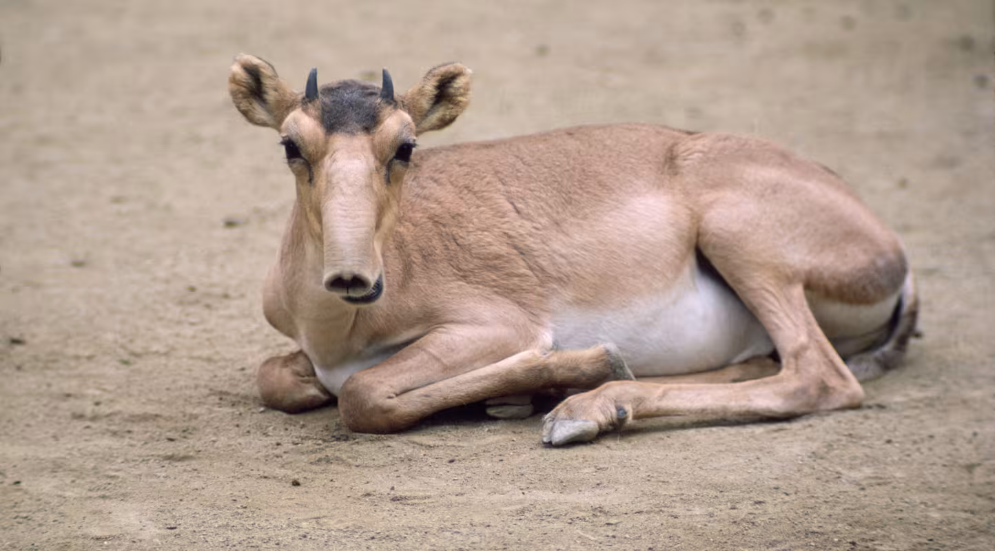 Antilope saïga dans le désert du Gobi (Mongolie)