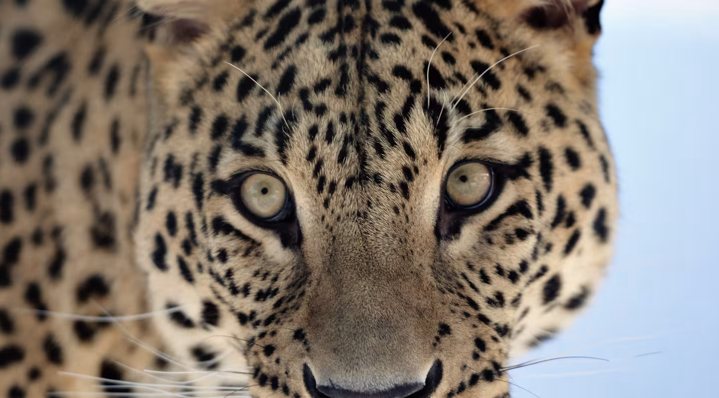 Portrait d'une panthère de Perse (Panthera pardus saxicolor)