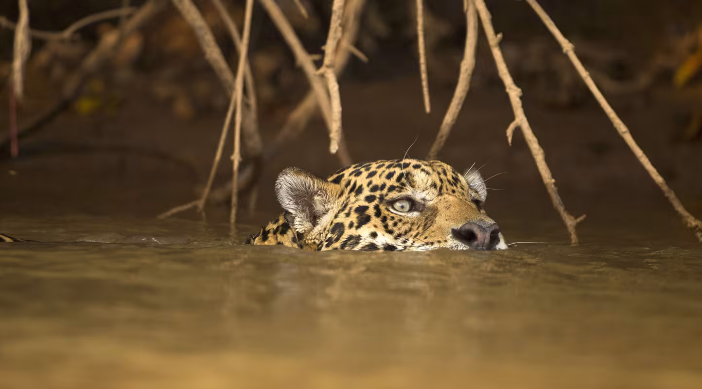 Jaguar (Panthera onca) en train de nager dans une rivière du Pantanal, Brésil