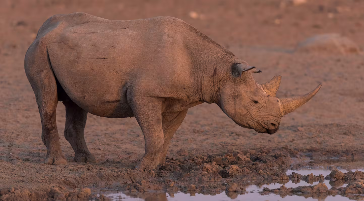 Rhinocéros noir  (Diceros bicornis)