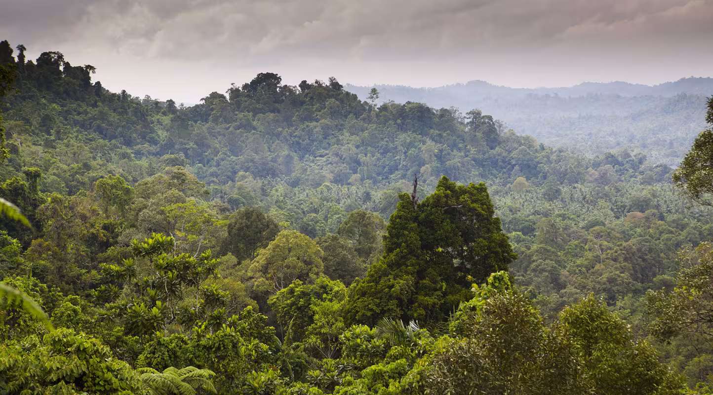 Paysage de la forêt tropicale humide de Pulau Siberut, Sumatra, Indonésie