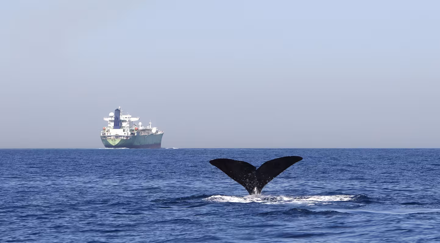 Queue de Cachalot et cargo dans le détroit de Gibraltar