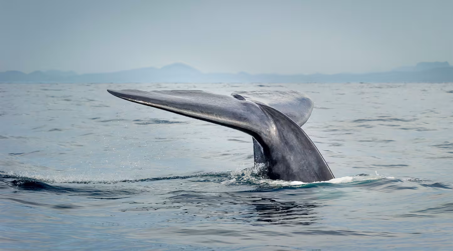 Une baleine bleue (Balaenoptera musculus) plonge dans l'eau. On ne voit que sa queue.