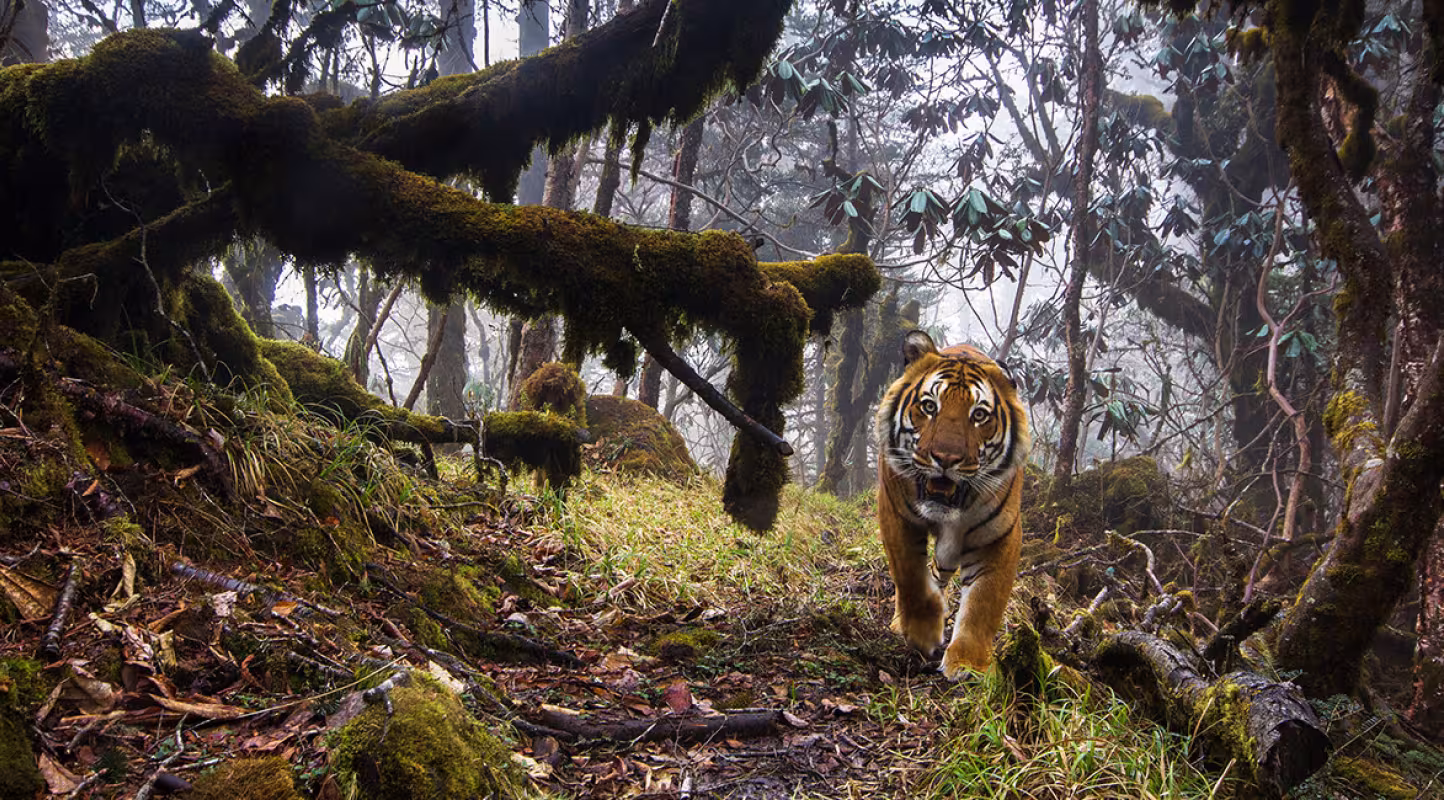 Tigre du Bhoutan