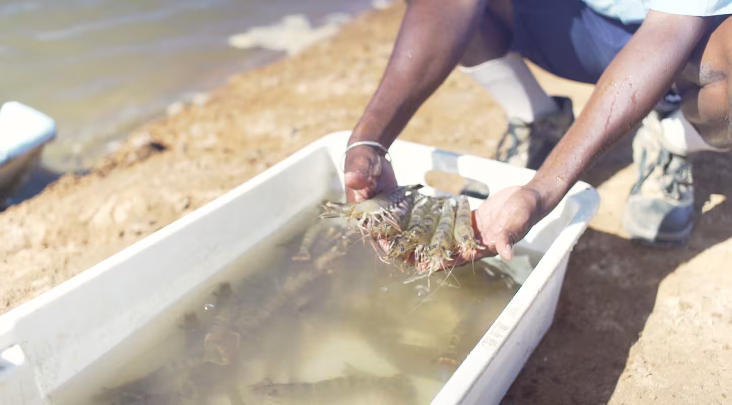 élevage de crevettes durable à Madagascar