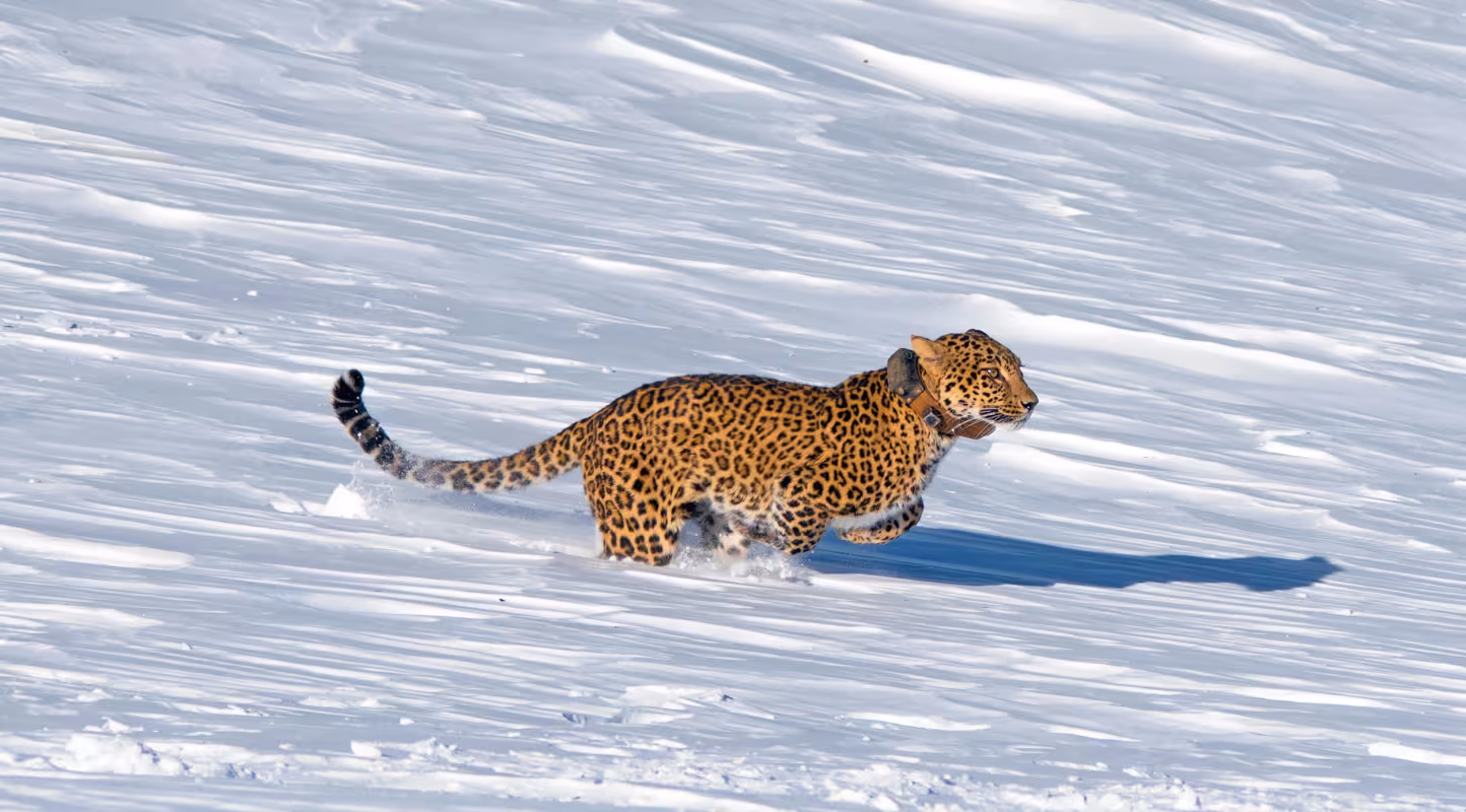 Panthère de Perse (Panthera pardus saxicolor) courant dans la neige 