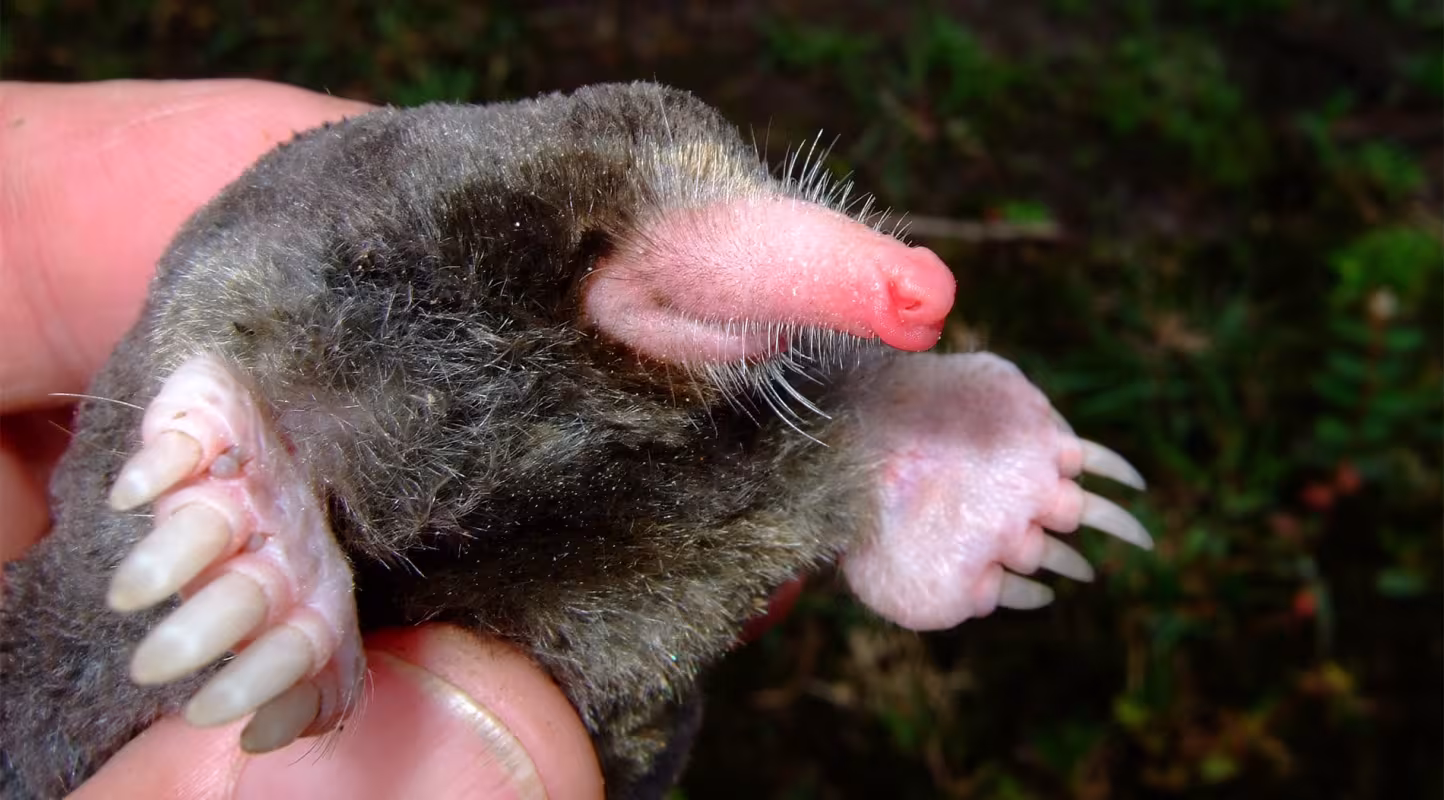 Taupe (Euroscaptor orlovi), Grand Mekong