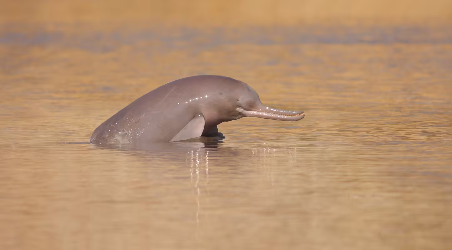 Un dauphin de l'Indus (platanista indi) sortant sa tête de l'eau