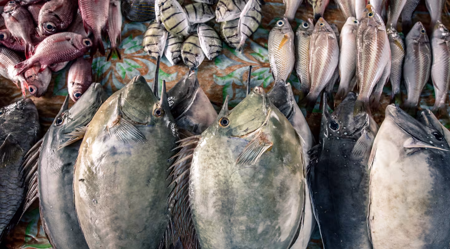 poissons sur un étal de marché à Langgur (Indonésie)