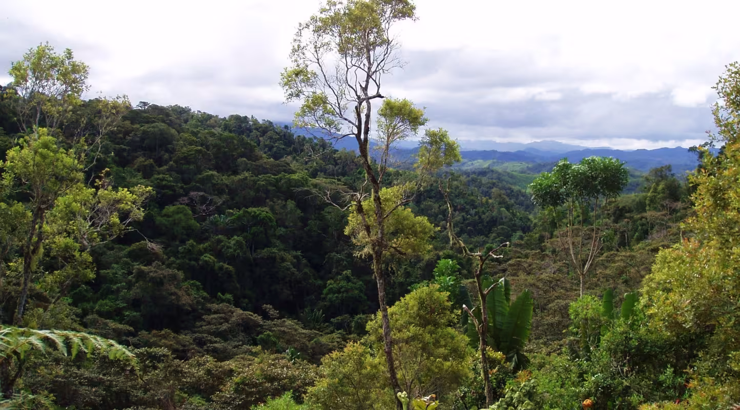Un panorama de la forêt de Madagascar.