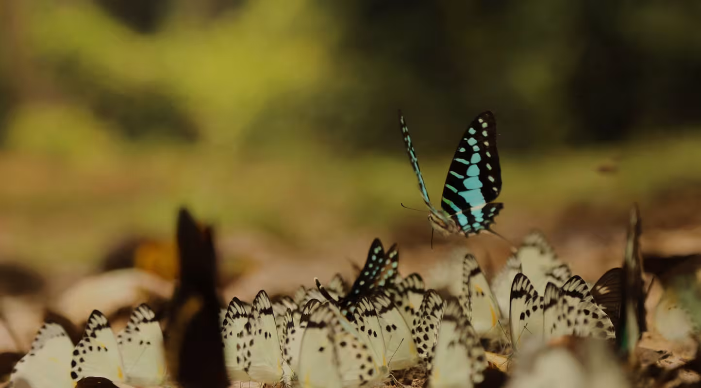 Papillons dans le Parc National de Messok Dja, Congo.