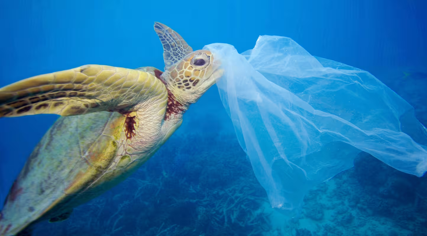 Tortue verte (Chelonia mydas) avec un sac en plastique près de la tête dans la Grande barrière de corail (Australie)
