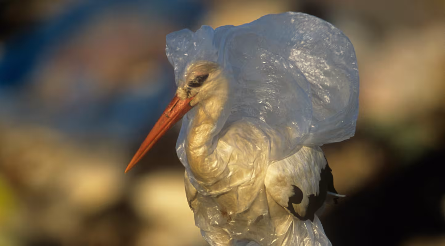 Une cigogne blanche (Ciconia ciconia) emprisonnée dans un sac plastique dans une décharge, Espagne