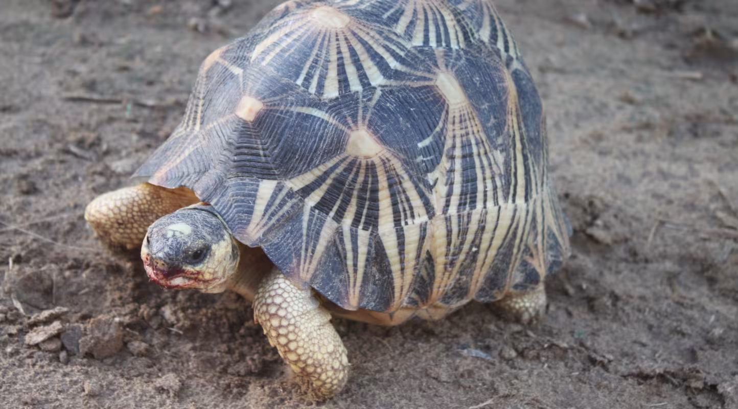 Une tortue radiée (Astrochelys radiata) à Fort-Dauphin (Madagascar)