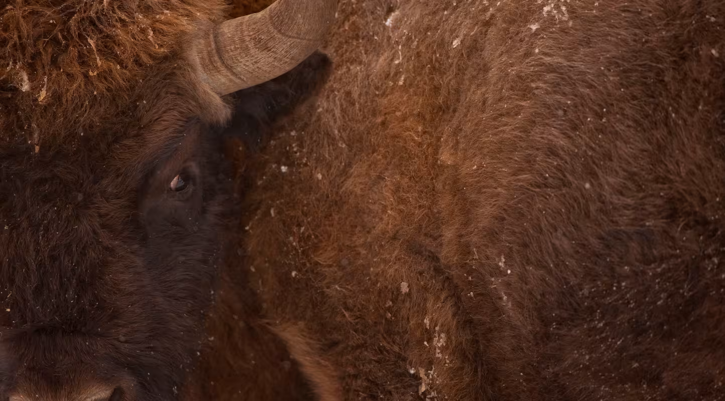 Plan serré d'un bison d'Europe (Bison bonasus) dans la Forêt de Białowieża (Pologne)