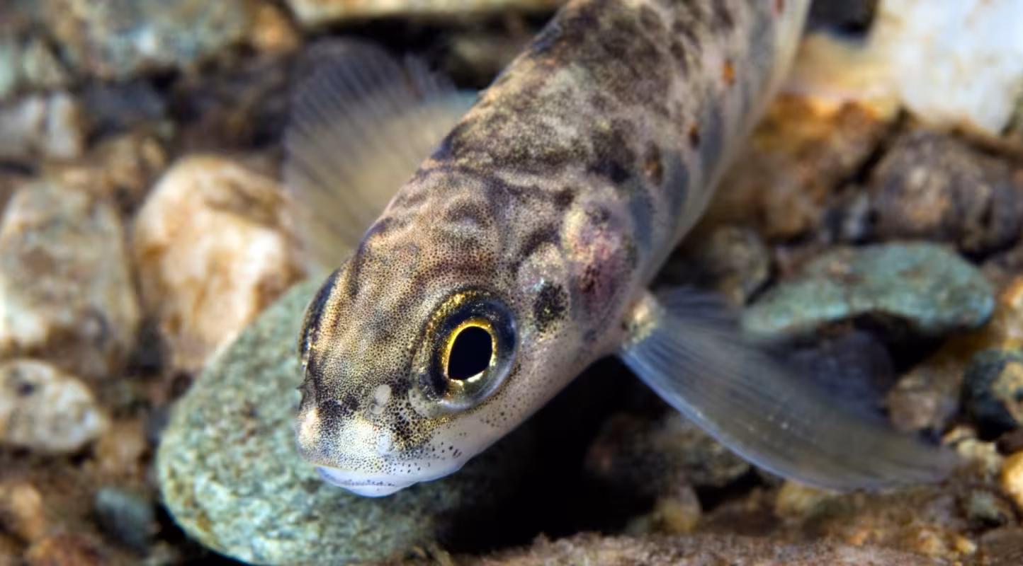 Saumon atlantique (Salmo salar), juvénile, rivière Orkla, Norvège,