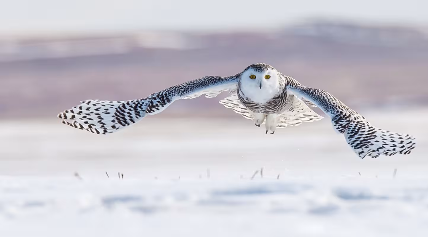Une chouette harfang (Bubo scandiacus) en vol au sud de l'Alberta (Canada)