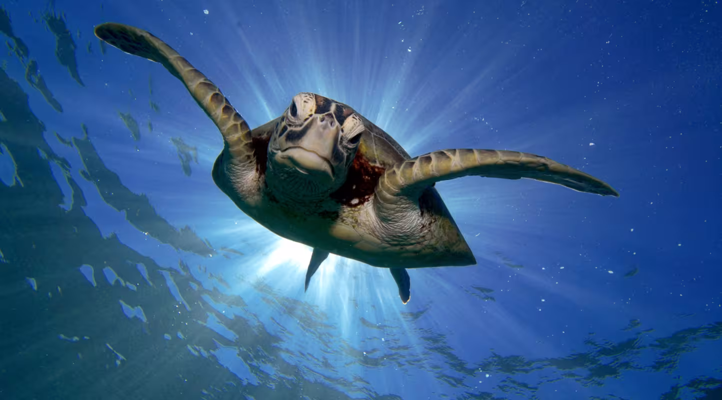 Une tortue verte (Chelonia mydas) nage dans la grand barrière de corail (Australie)