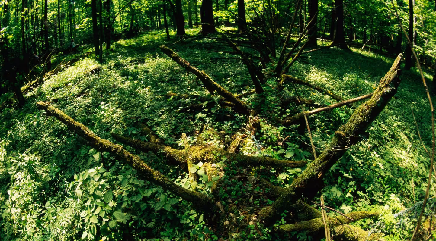 Forêt de Bialowieza, Pologne