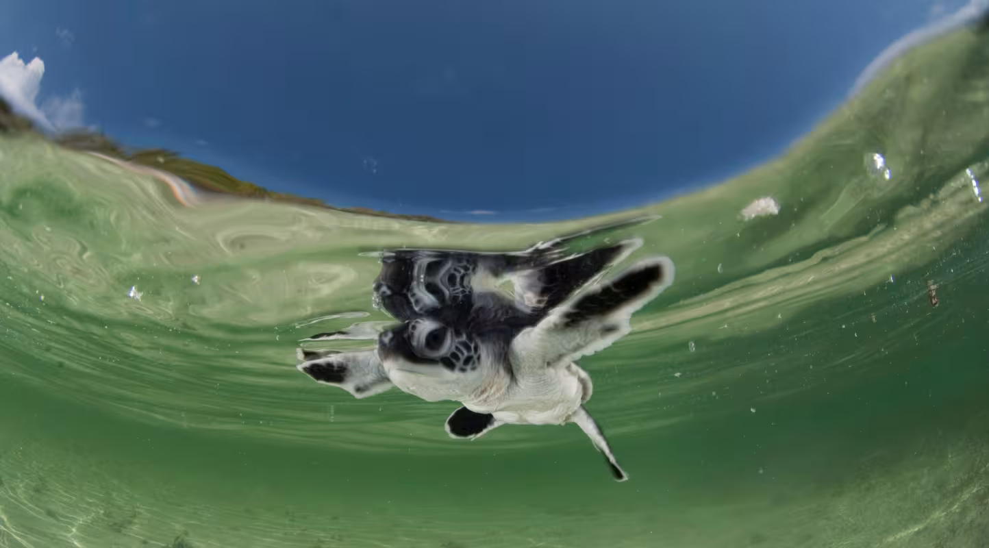 Petite tortue verte (Chelonia mydas) nageant dans la mer, Sulawesi du Sud, Indonésie