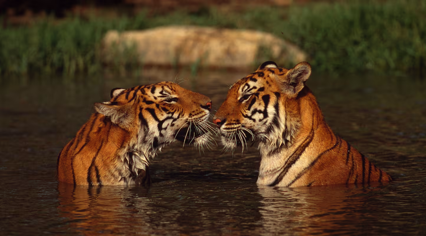 Deux "panthera tigris tigris" dans l'eau